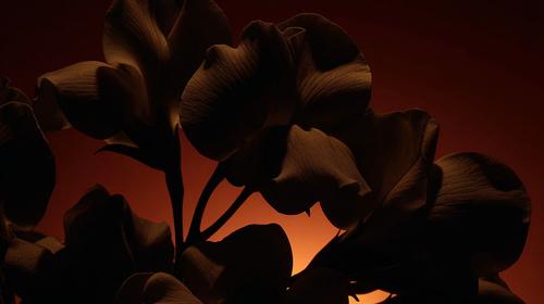 plants